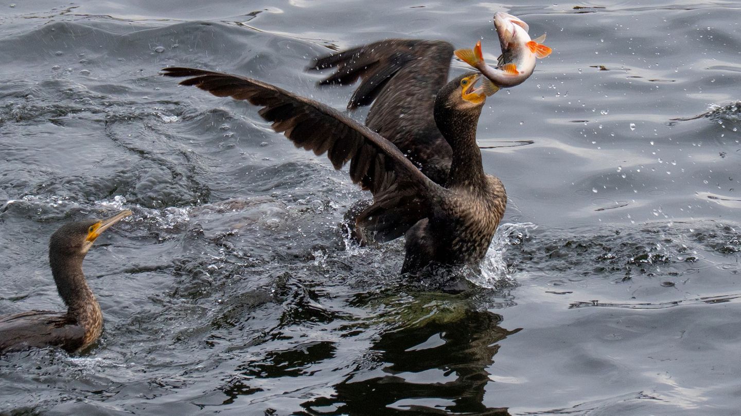 Kurioses: Warum der Kormoran wohl nicht gezielt Hilfe suchte