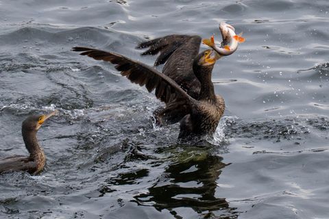 Kormorane futtern gerne Fisch ‒ und stehen damit gelegentlich in Konkurrenz zum Fischereiwesen. (Archivbild) Foto: Georg Moritz/