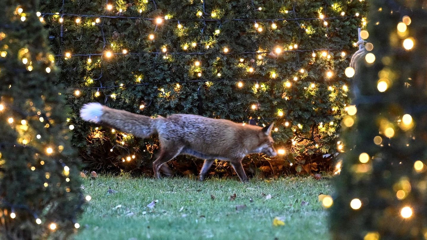Besonders viele Anfragen bei "Wildtiernah" gab es unter anderem zu Füchsen. (Symbolbild) Foto: Britta Pedersen/dpa