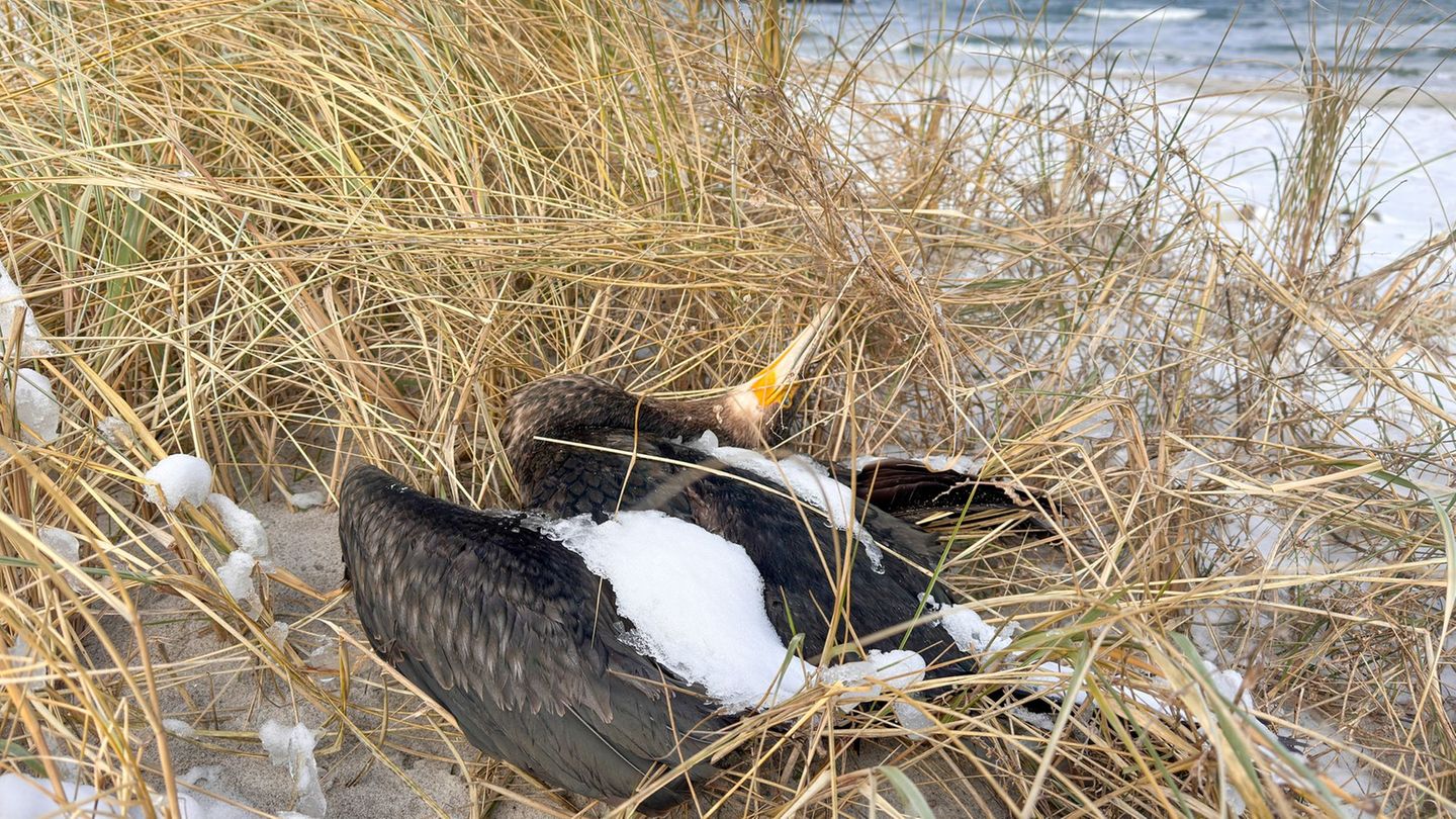 Tote Vögel dienten anderen Tieren als Nahrung und sollten liegenbleiben, sagt der Landkreis Vorpommern-Rügen. (Archivbild) Foto:
