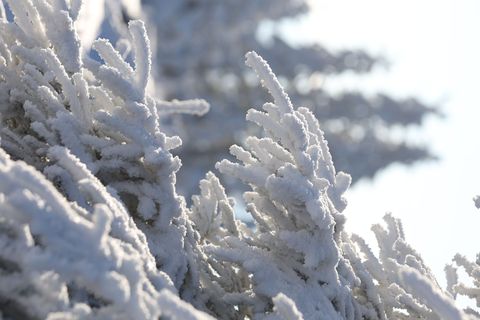 In Sachsen-Anhalt bleibt es auch in den nächsten Tagen frostig. Foto: Matthias Bein/dpa