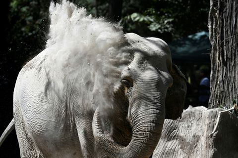Elefant in Zoo