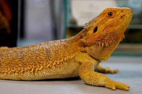 Bartagame (Symbolbild)