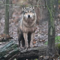 Wölfe sieht man in Baden-Württemberg eher im Tierpark als in freier Wildbahn. (Symbolbild) Foto: Bernd Weißbrod/dpa