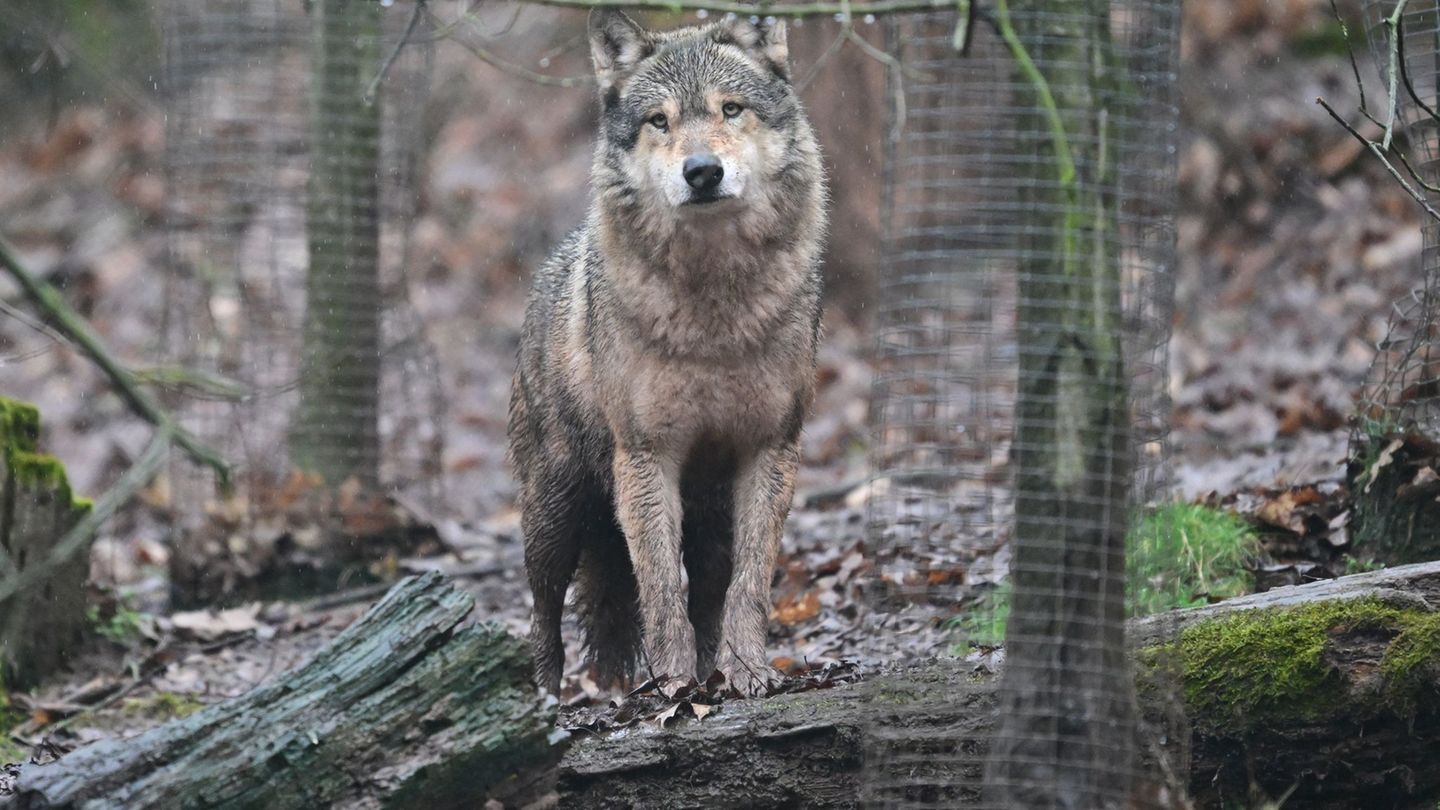 Wölfe sieht man in Baden-Württemberg eher im Tierpark als in freier Wildbahn. (Symbolbild) Foto: Bernd Weißbrod/dpa