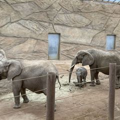 Zwei Elefantenkühe, ein Kalb: Auch wenn "Kariba" (links) die Mutter der kleinen "Kaja" ist, säugt auch "Lilak" (rechts) das Jung