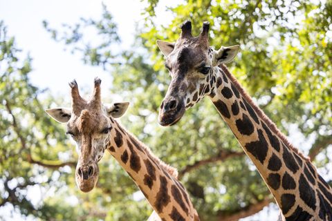 Bis Montag lebten noch zwei Rothschild-Giraffen im Erlebnis-Zoo Hannover. (Archivbild) Foto: Michael Matthey/dpa