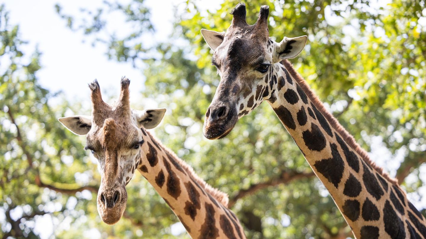 Bis Montag lebten noch zwei Rothschild-Giraffen im Erlebnis-Zoo Hannover. (Archivbild) Foto: Michael Matthey/dpa