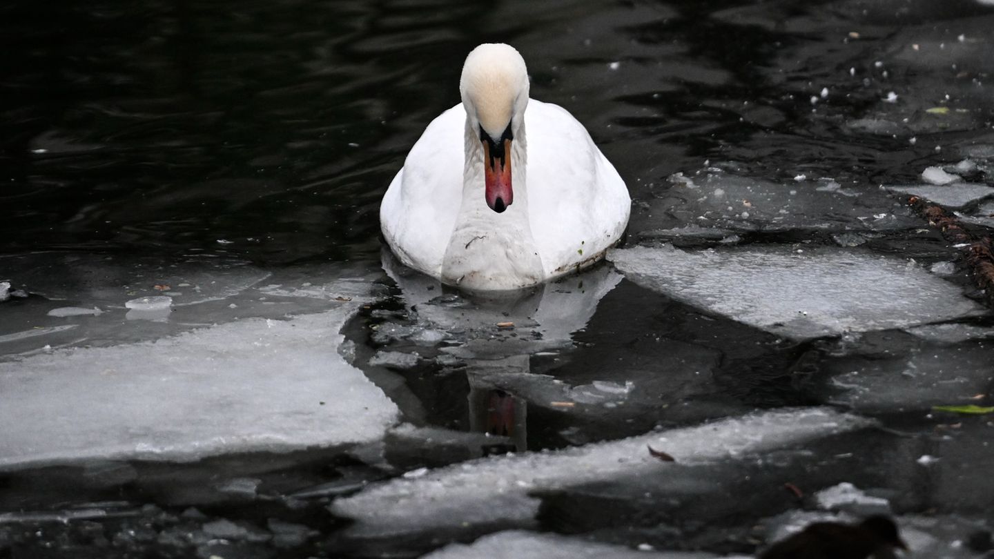 Geflügelpestausbruch bei zwei Schwänen im Kreis Höxter. (Archivbild) Foto: Britta Pedersen/dpa