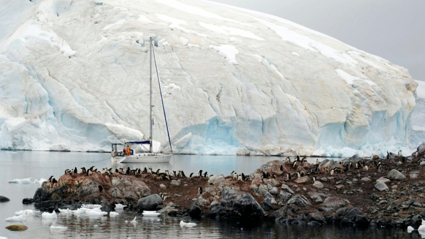 Polarforscher wegen Ausbreitung der Vogelgrippe in der Antarktis alarmiert