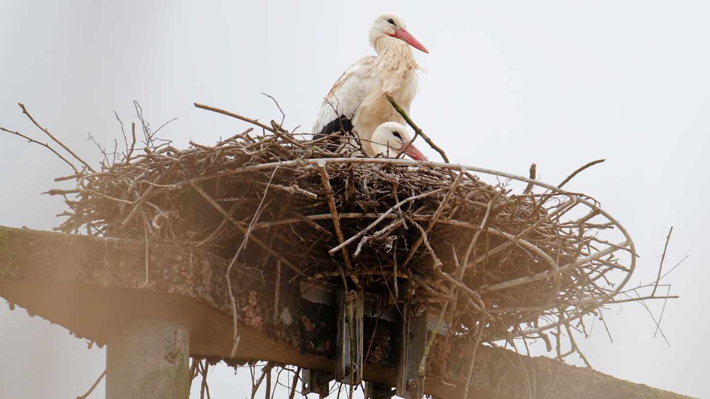 Erste Störche haben schon wieder ihre Horste bezogen. Foto: Uwe Anspach/dpa