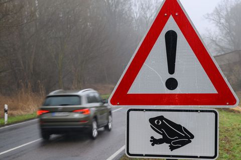 Autofahrer sollten in dieser Jahreszeit auf wandernde Frösche aufpassen. (Symbolbild) Foto: Patrick Pleul/dpa