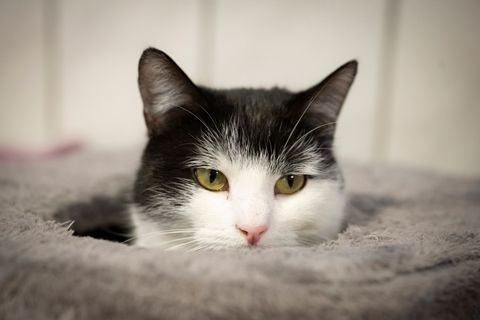 Die Katze Shila hat schon viele Abenteuer erlebt. Foto: Sina Schuldt/dpa