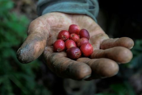 Kaffeekirschen in Kolumbien
