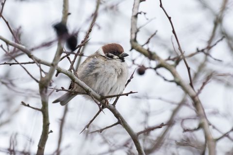 Aufgeplustert und gewärmt ist es draußen auszuhalten. (Archivbild) Foto: Silas Stein/dpa