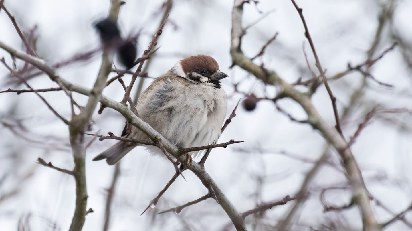 Aufgeplustert und gewärmt ist es draußen auszuhalten. (Archivbild) Foto: Silas Stein/dpa