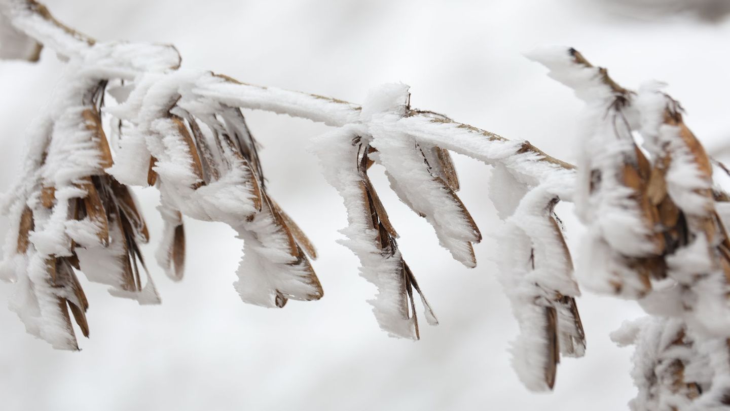 In Sachsen-Anhalt werden nachts Temperaturen von bis zu minus zwölf Grad erwartet. Foto: Matthias Bein/dpa