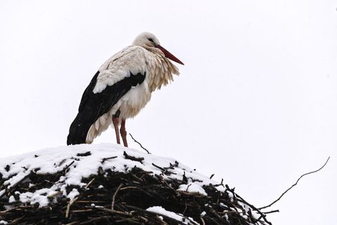 Trotz Wetterkapriolen sind die ersten Störche zurück. Foto: Heiko Rebsch/dpa
