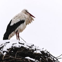 Trotz Wetterkapriolen sind die ersten Störche zurück. Foto: Heiko Rebsch/dpa