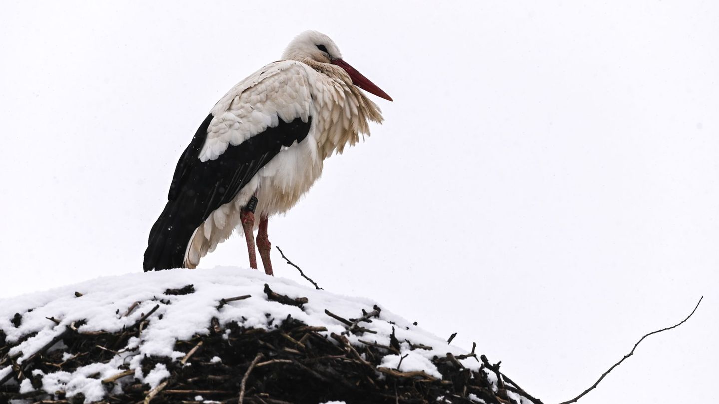 Trotz Wetterkapriolen sind die ersten Störche zurück. Foto: Heiko Rebsch/dpa