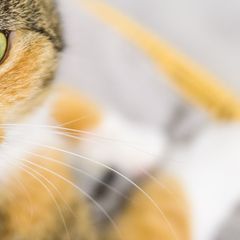 Die Gesundheit der Katzen verbesserte sich nach der Behandlung nicht. (Symbolbild) Foto: Julian Stratenschulte/dpa