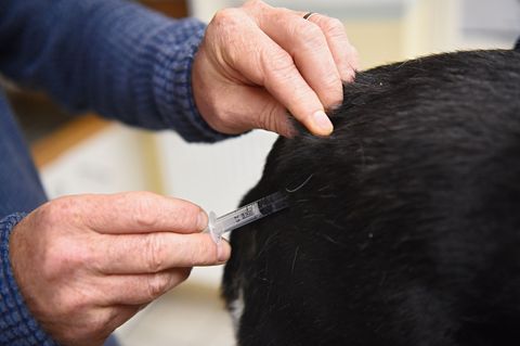 Die Bundestierärztekammer warnt vor den Risiken unzureichend geprüfter Gesundheitsnachweise bei Hunden aus dem Ausland. (Symbolb