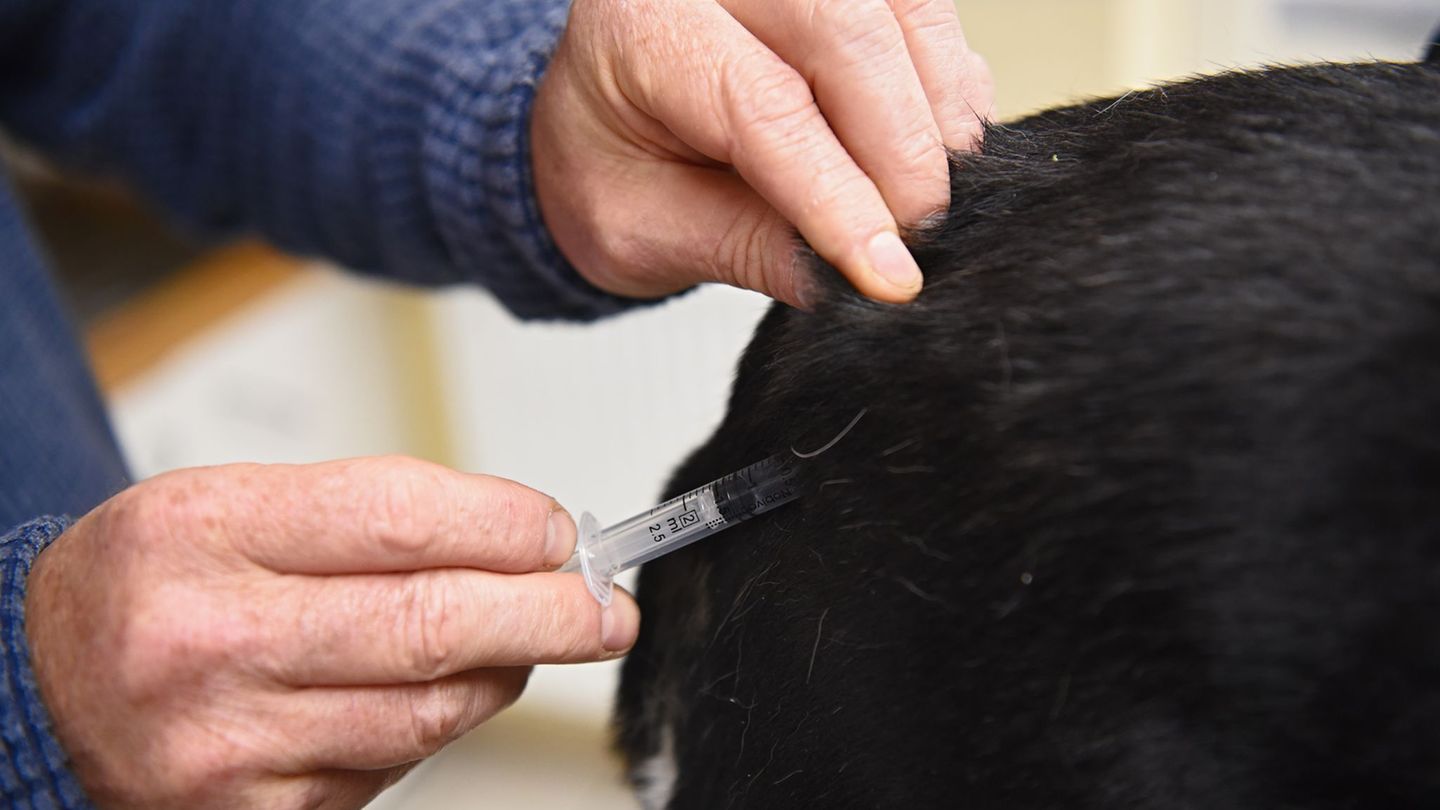 Die Bundestierärztekammer warnt vor den Risiken unzureichend geprüfter Gesundheitsnachweise bei Hunden aus dem Ausland. (Symbolb