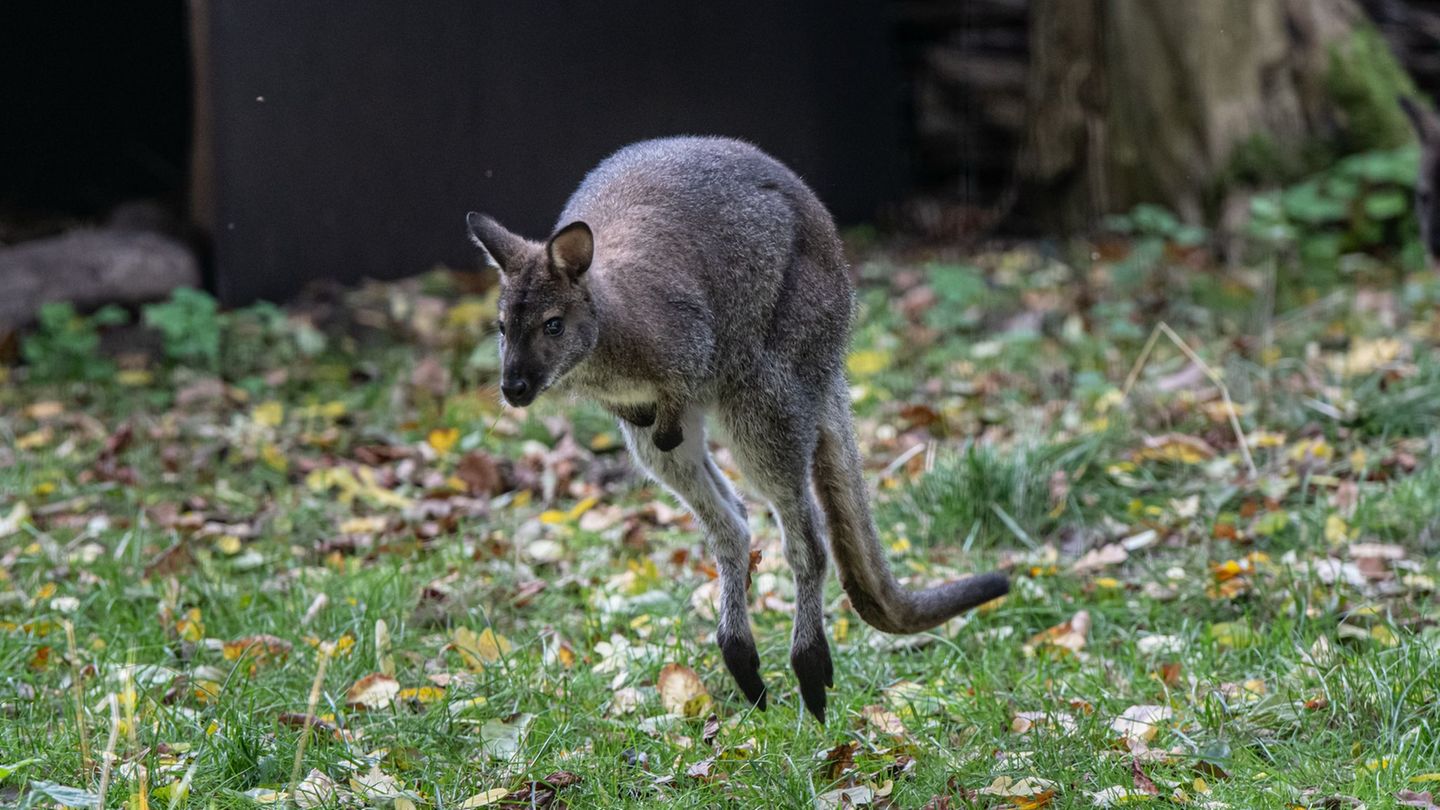 Zuletzt wurde das fehlende Tier - hier ein Symbolbild - zwischen Otterbach und Morlautern gesehen. (Symbolbild) Foto: Fabian Som