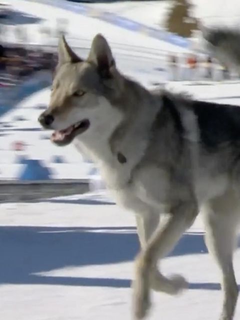 Vierbeiner stürmt Langlauf-Teamsprint