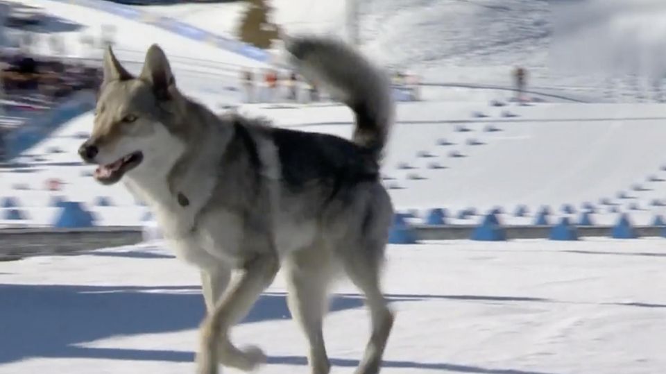 Vierbeiner stürmt Langlauf-Teamsprint