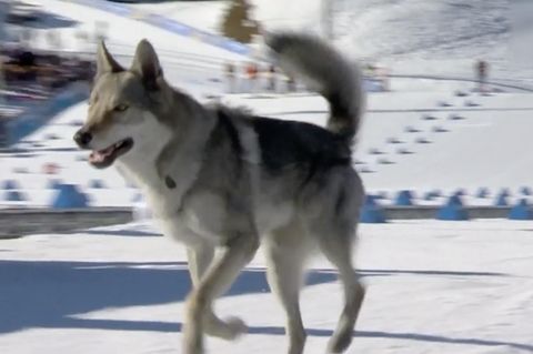 Vierbeiner stürmt Langlauf-Teamsprint