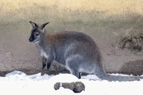 Känguru in Zoo