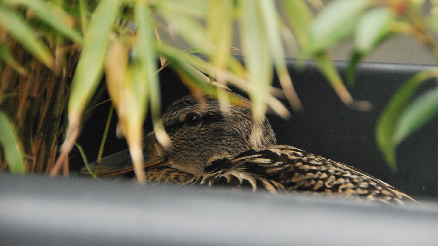 Eine Ente hat sich einen Berliner Balkon ausgesucht, um ihre Eier auszubrüten. (Symbolbild) Foto: Anja Sokolow/dpa