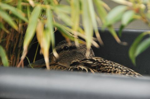 Eine Ente hat sich einen Berliner Balkon ausgesucht, um ihre Eier auszubrüten. (Symbolbild) Foto: Anja Sokolow/dpa