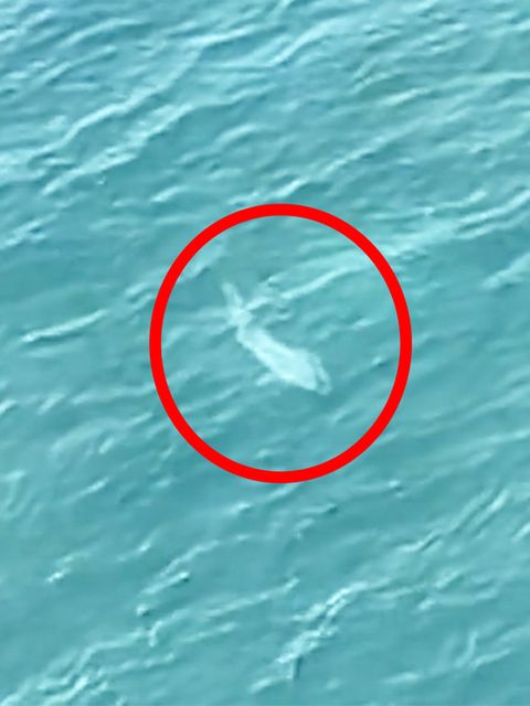 Australien: Warnung vor Vier-Meter-Hai kommt aus der Luft