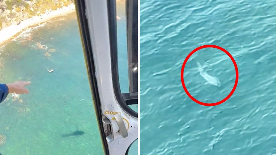 Australien: Warnung vor Vier-Meter-Hai kommt aus der Luft