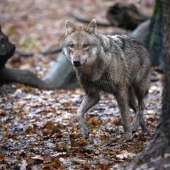 Die Naturschutzinitiative will im Streit um den Wolf im Nordschwarzwald den Europäischen Gerichtshof einschalten.(Symboldbild) F