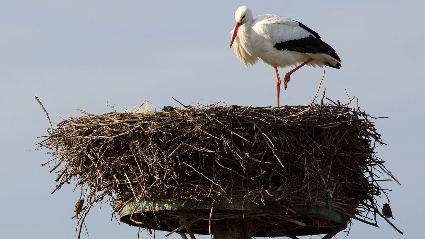 Viele Störche überwinterten inzwischen hierzulande. (Archivbild) Foto: Bodo Marks/dpa