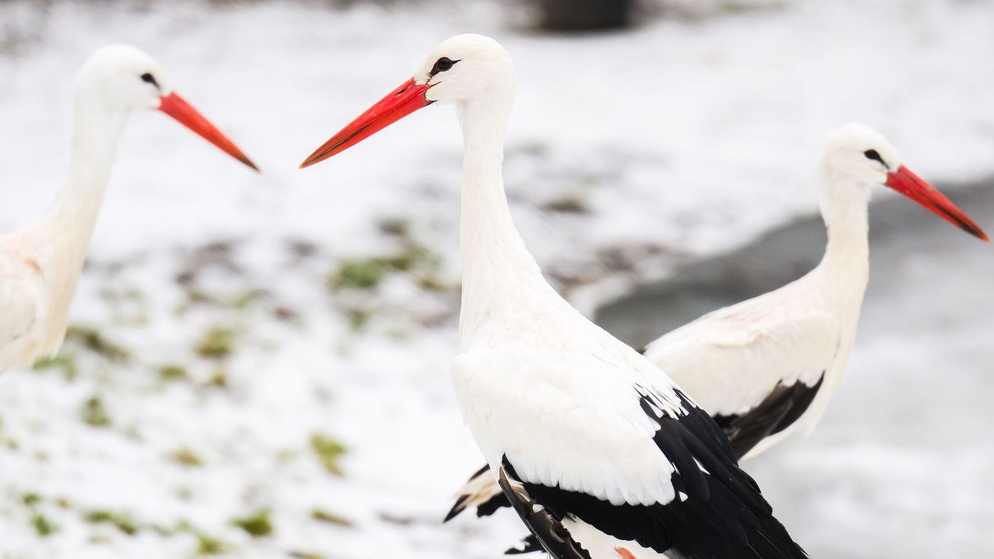 Das winterliche Wetter stört die Tiere nicht. Foto: Julian Stratenschulte/dpa