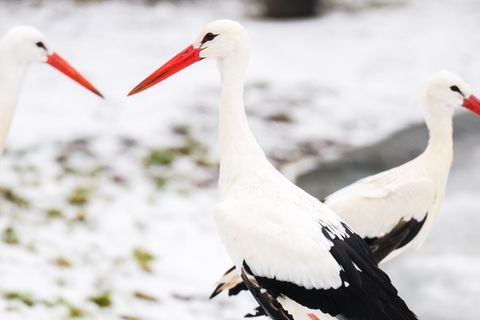 Das winterliche Wetter stört die Tiere nicht. Foto: Julian Stratenschulte/dpa