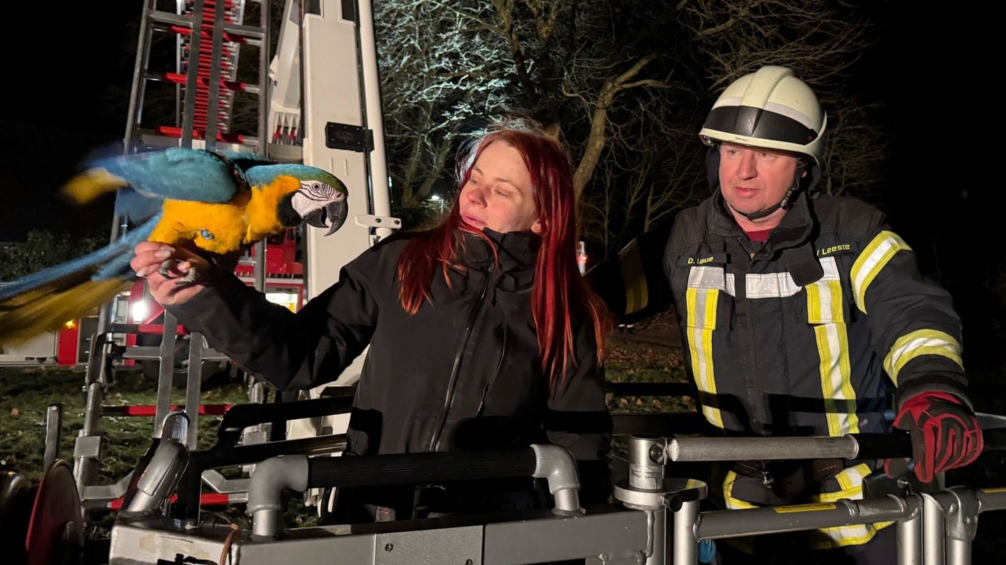 Tierischer Einsatz: Wie Papagei "Drago" aus 15 Metern Höhe gerettet wird