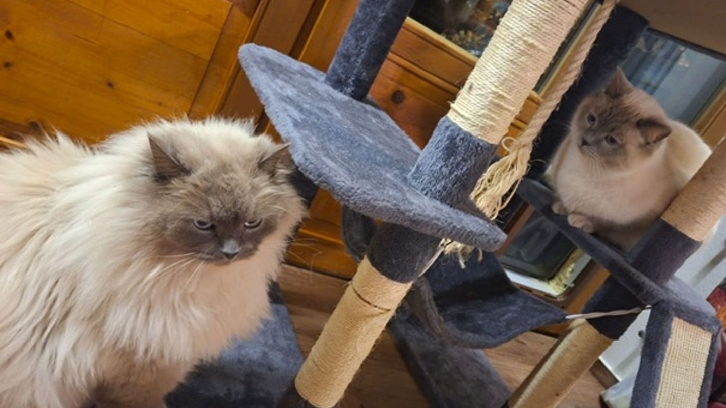 Ermittlungserfolg: Paar stiehlt bei Umzug Kater von Nachbarin - Happyend