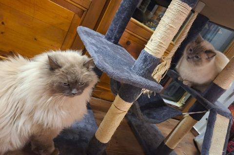 Die Birma-Kater Hubert und Staller (r) sind inzwischen wieder im Allgäu vereint. Foto: -/Polizeiinspektion Füssen/dpa
