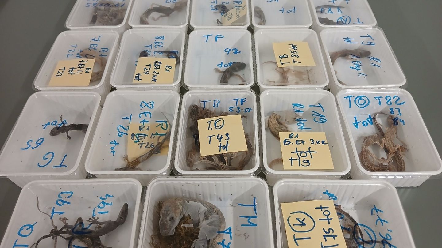 Tierschutz: 32 tote Geckos bei Halter in Bayern gefunden