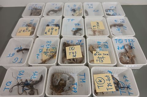 Tote Geckos liegen in Behältern nebeneinander auf einem Tisch. Die Tiere wurden bei einem Reptilienhalter in Unterfranken gefund