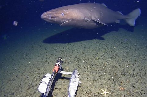 Ein Hai in den Gewässern der Antarktis.