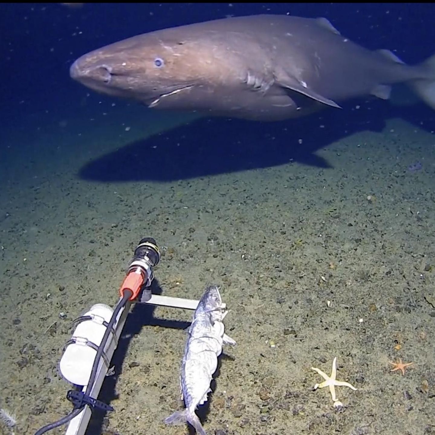 Ein Hai in den Gewässern der Antarktis.