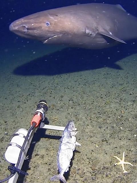 Ein Hai in den Gewässern der Antarktis.