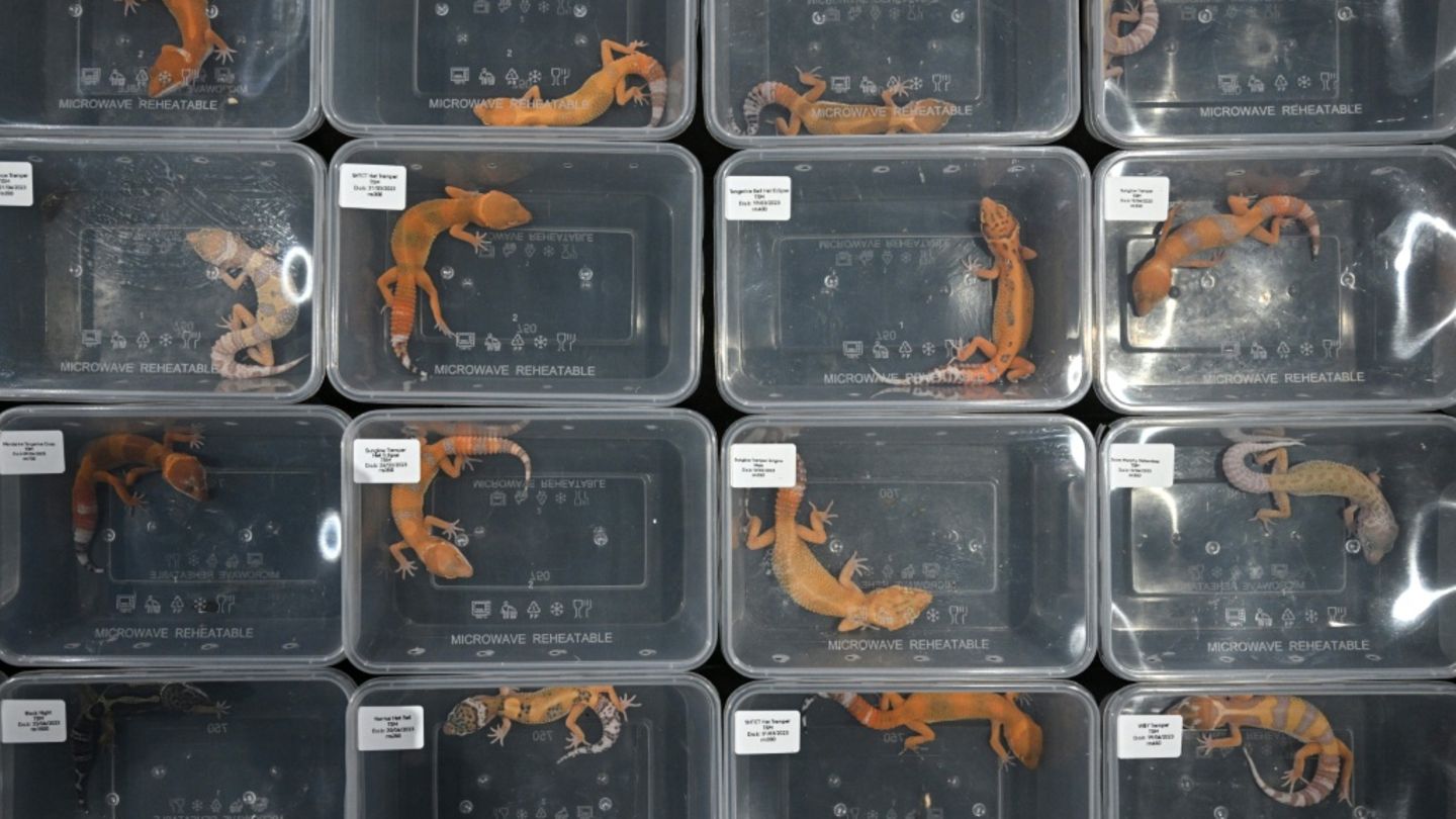 Geckos auf Tiermesse in Malaysia