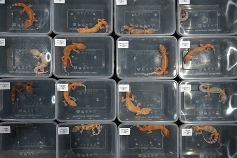 Geckos auf Tiermesse in Malaysia